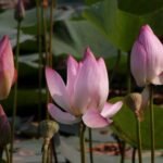 Nelumbo_nucifera_01