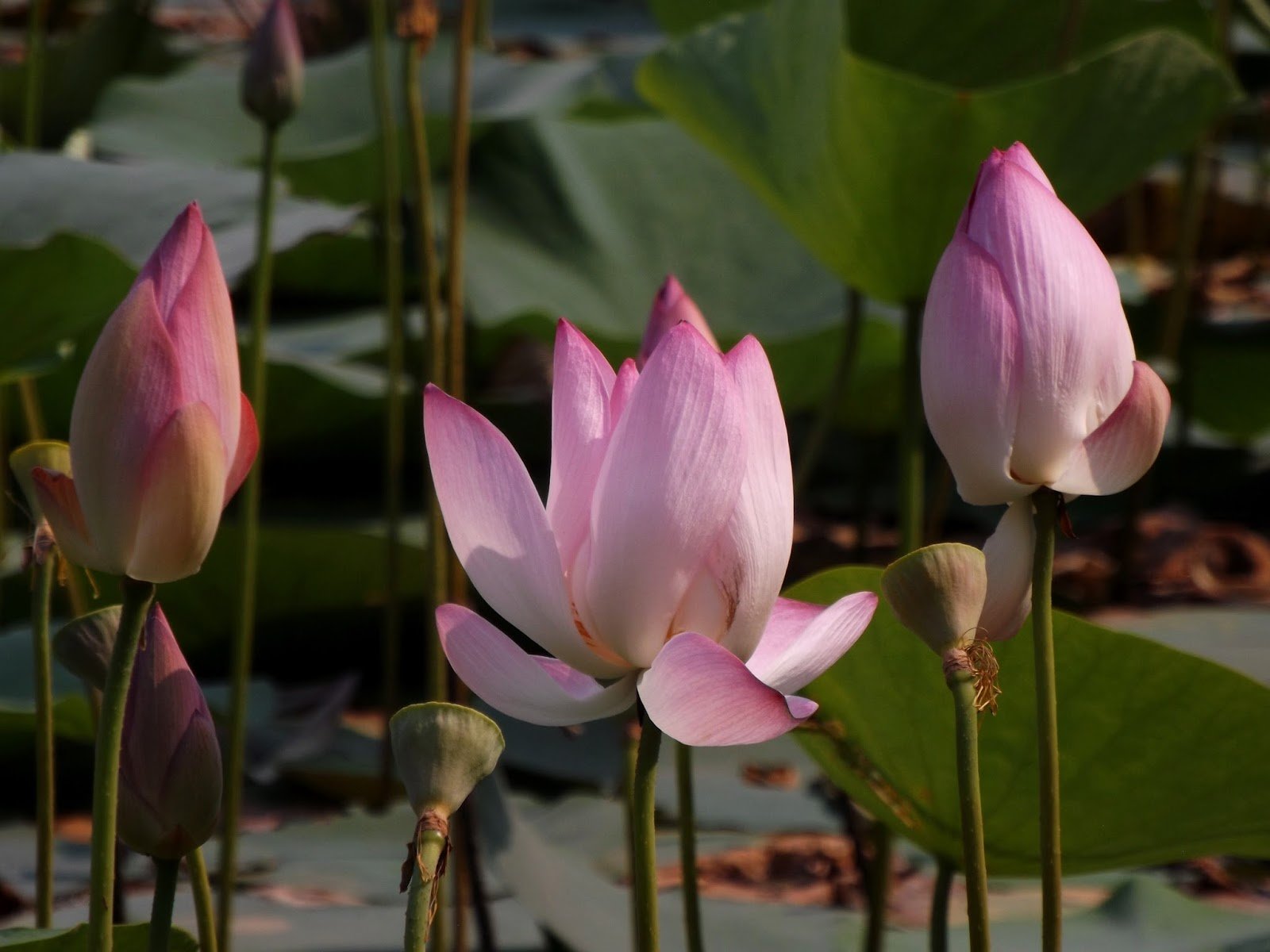 Nelumbo_nucifera_01