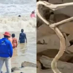 resizeplus_Digha-25