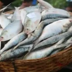 resizeplus_eisamay_2026-09-24_0fbrfkya_Padma-Hilsa (1)