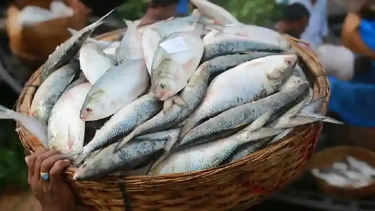 resizeplus_eisamay_2026-09-24_0fbrfkya_Padma-Hilsa (1)