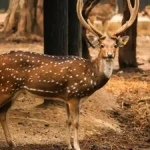 resizeplus_eisamay_2026-09-24_d6a879ar_chital