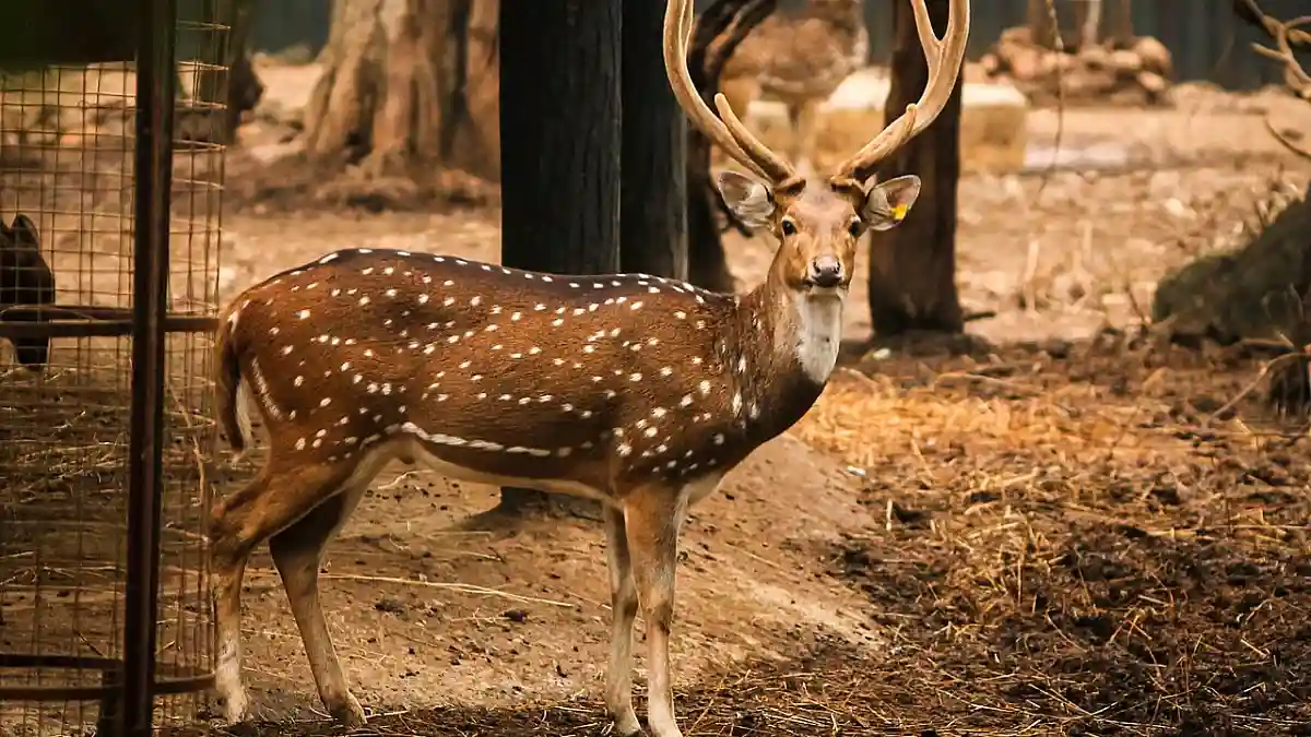 resizeplus_eisamay_2026-09-24_d6a879ar_chital