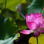 resizeplus_eisamay_2026-09-30_6sf60mc2_Lotus
