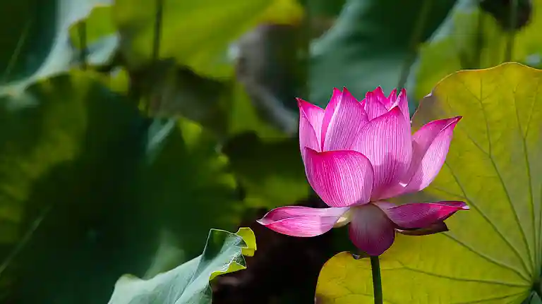 resizeplus_eisamay_2026-09-30_6sf60mc2_Lotus