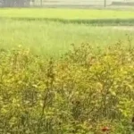 arangghata