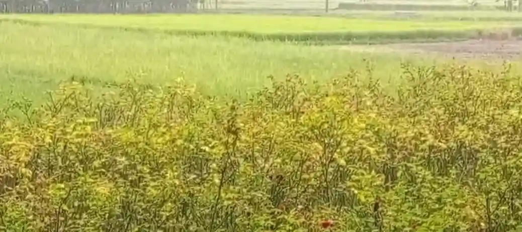 arangghata