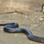 resizeplus_eisamay_2026-08-01_3d63ib58_এnake