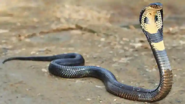 resizeplus_eisamay_2026-08-01_3d63ib58_এnake