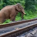 resizeplus_eisamay_2026-10-04_j8812run_elephant-1