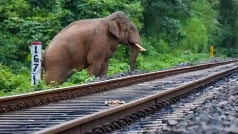 resizeplus_eisamay_2026-10-04_j8812run_elephant-1