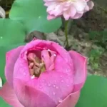 resizeplus_images (20)